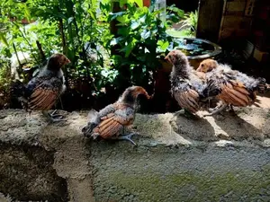 Gold Sebright Chicks