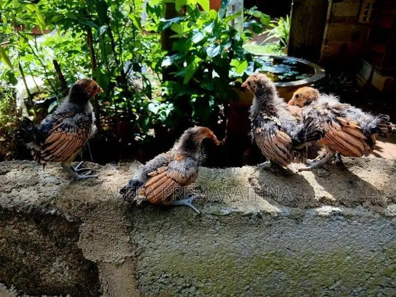 Gold Sebright Chicks