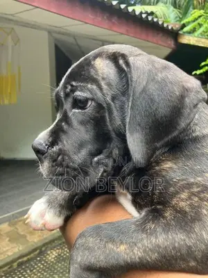 Cane Corso Italiano