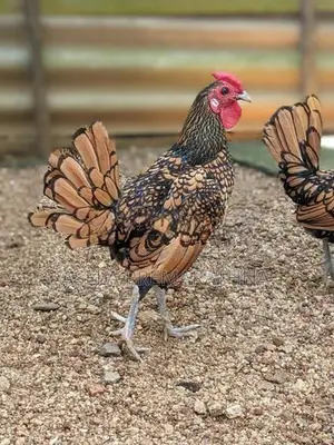 Gold Sebright Chicks