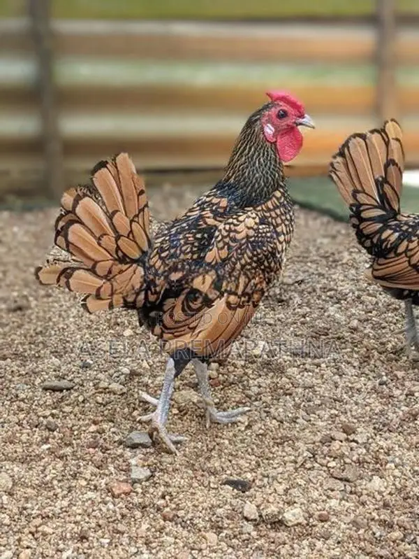 Gold Sebright Chicks