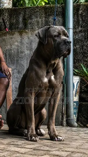 Cane Corso Italiano