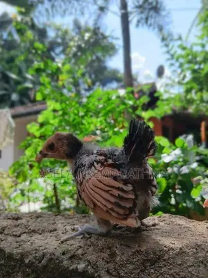 Gold Sebright Chicks