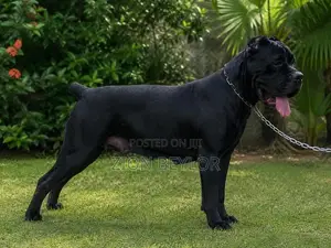 Cane Corso Italiano
