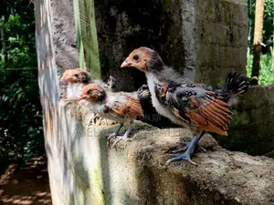 Gold Sebright Chicks