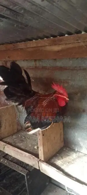 Farm Chicken