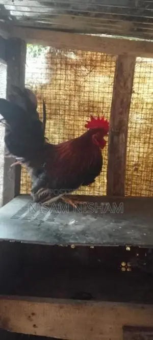 Farm Chicken