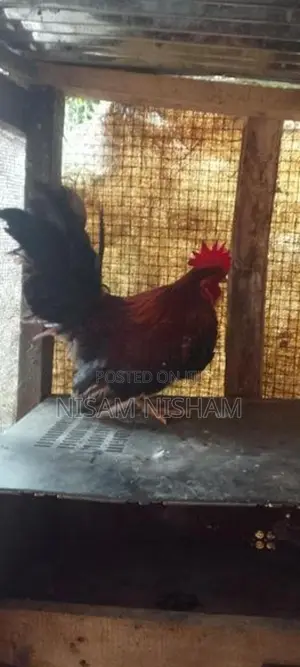 Farm Chicken