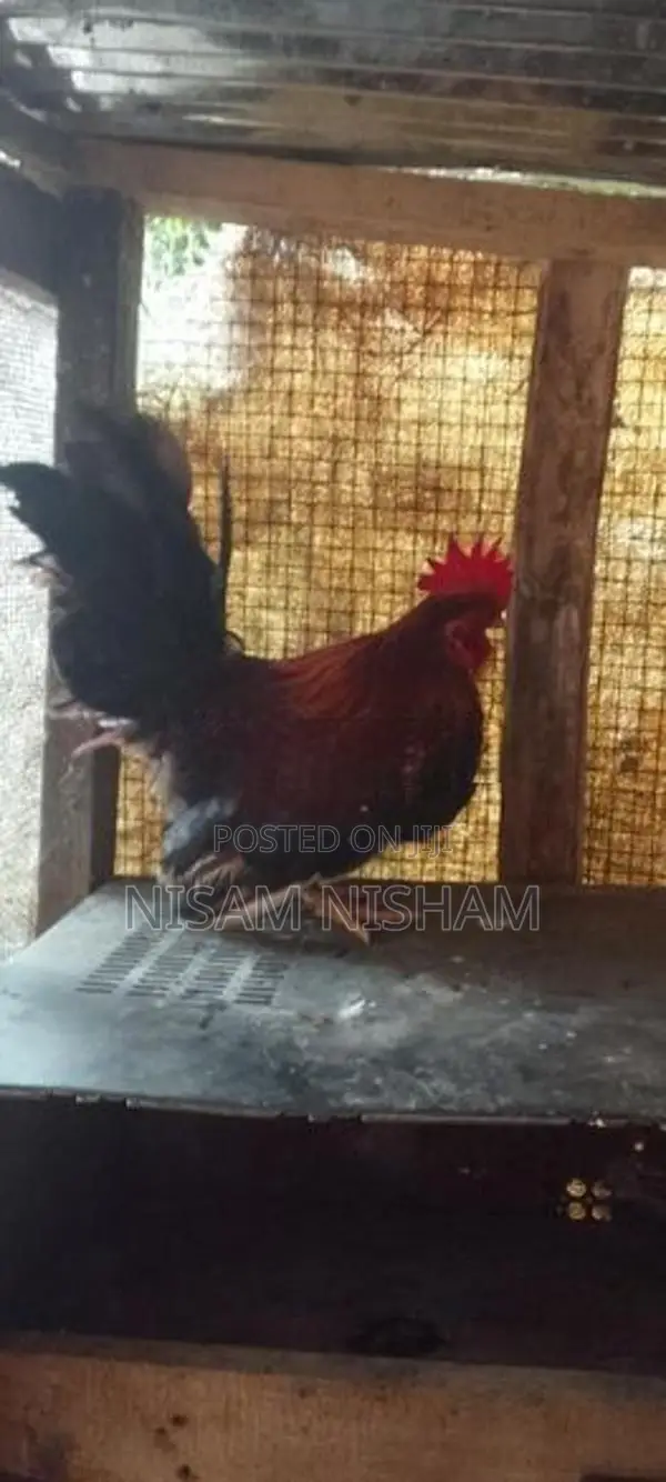 Farm Chicken