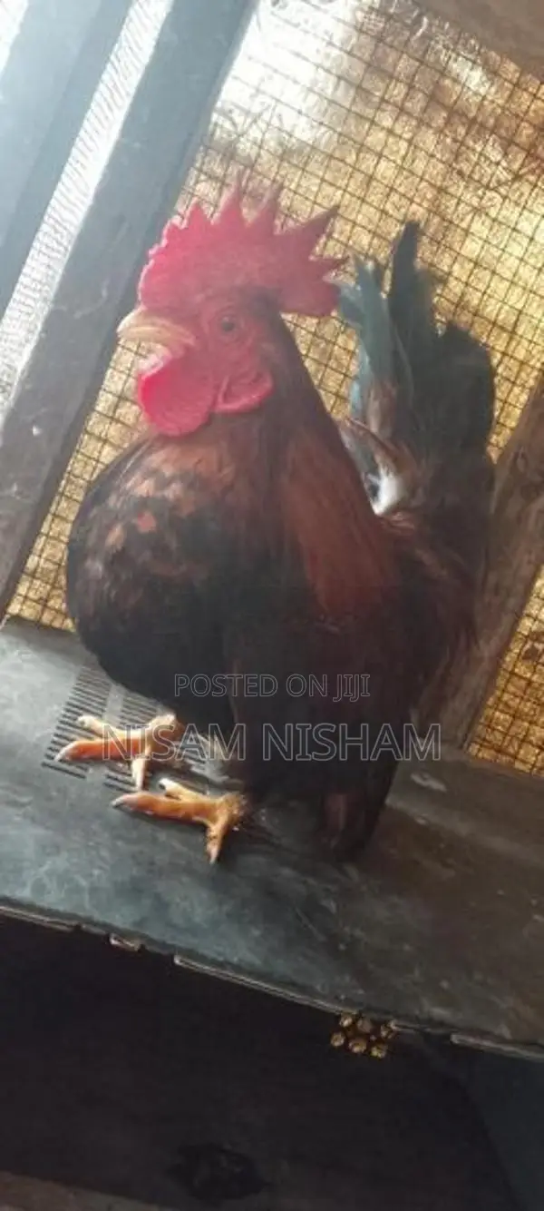 Farm Chicken