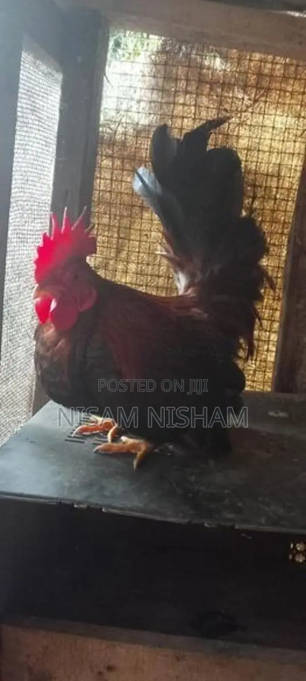 Farm Chicken