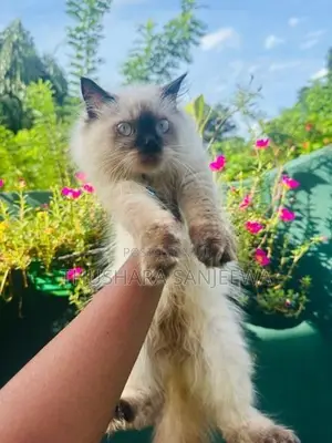 Himalayan Kitten