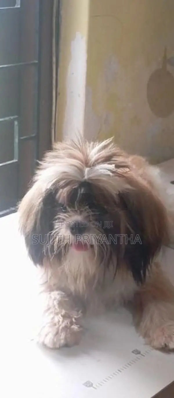 Shih Tzu Puppy