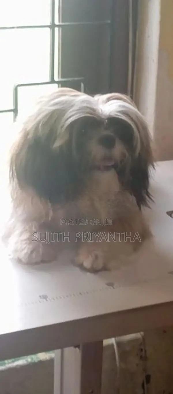 Shih Tzu Puppy