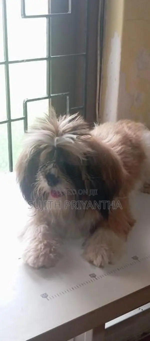 Shih Tzu Puppy