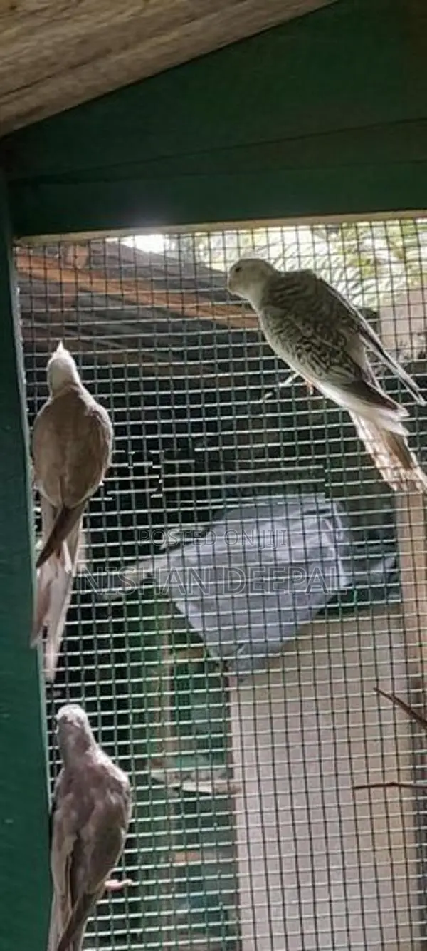 Cockatiel Birds