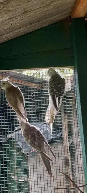 Cockatiel Birds