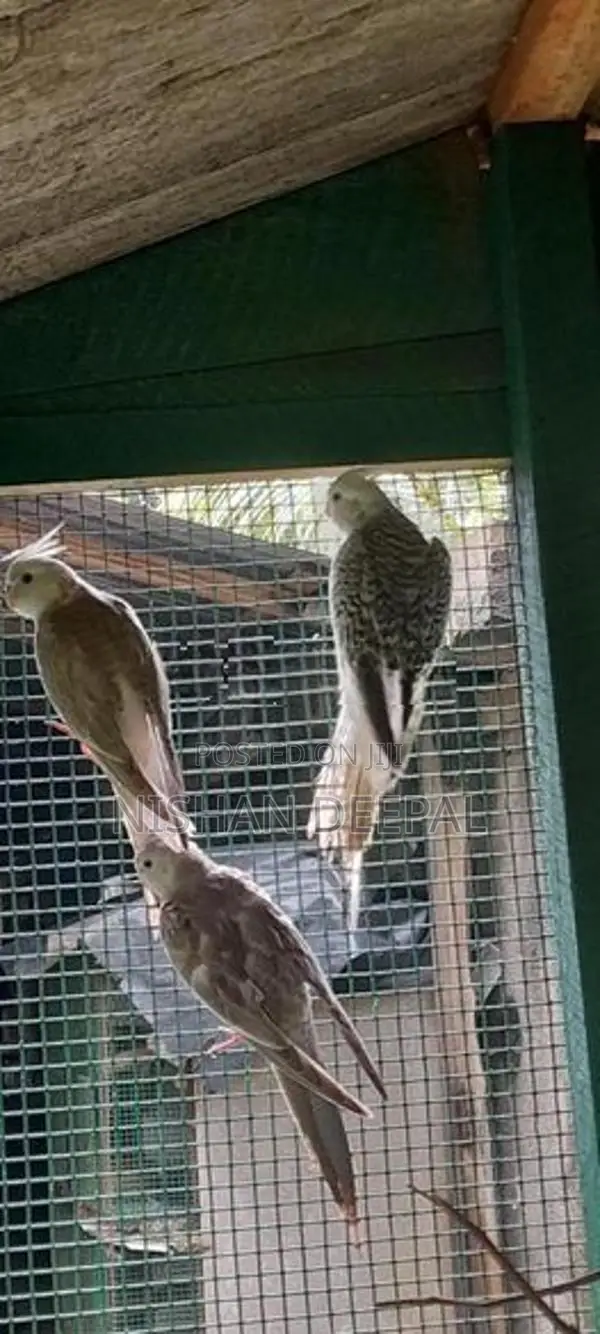 Cockatiel Birds