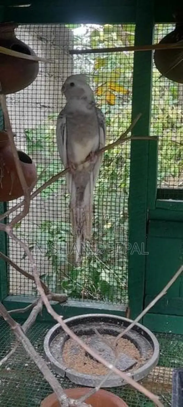 Cockatiel Birds