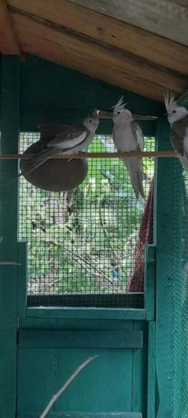 Cockatiel Birds