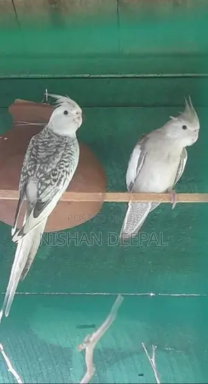 Cockatiel Birds