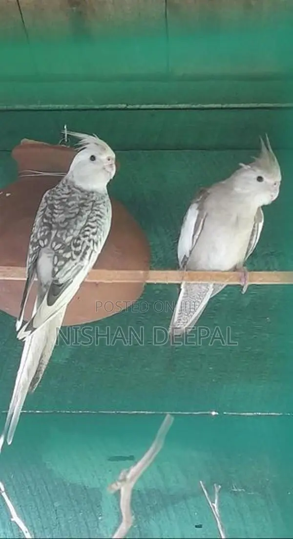 Cockatiel Birds