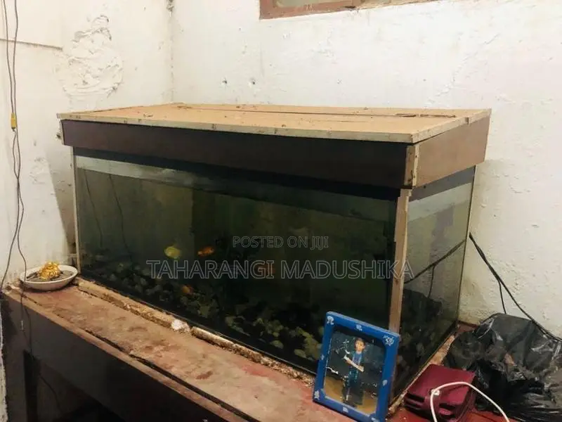 Fish Tank with