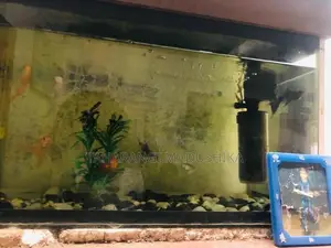 Fish Tank with