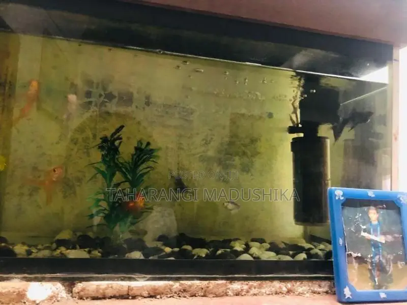 Fish Tank with