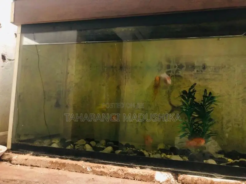 Fish Tank with