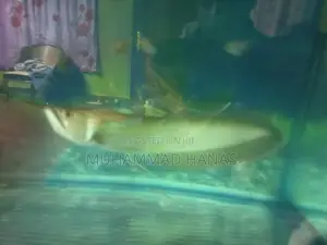 Silver Arowana Fish