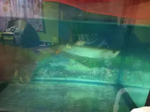 Silver Arowana Fish