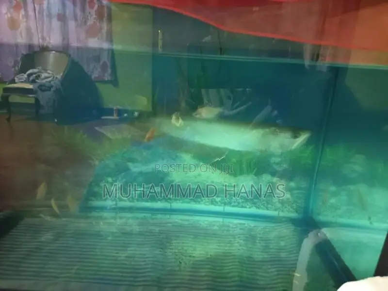 Silver Arowana Fish