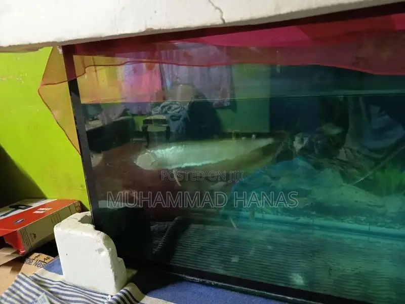 Silver Arowana Fish