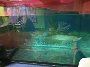 Silver Arowana Fish