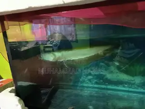 Silver Arowana Fish