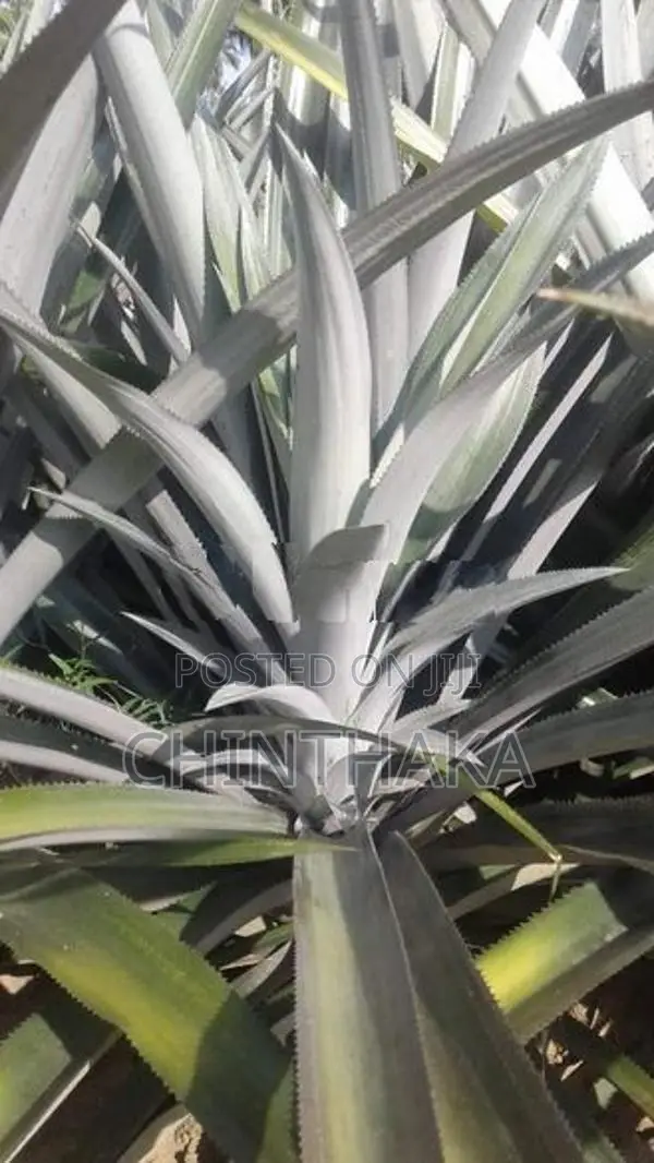 Pineapple Plants