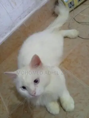 Persian Kitten