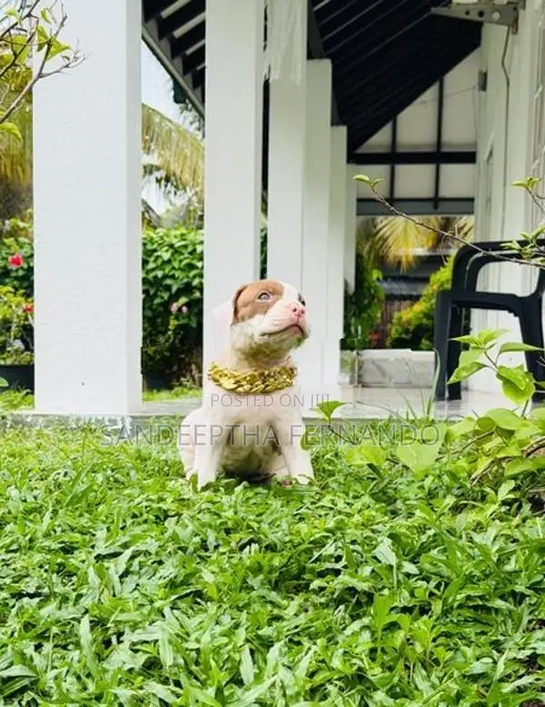 American Bully Xl Puppy