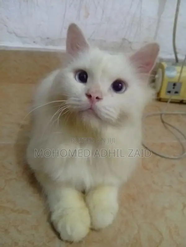 Persian Kitten