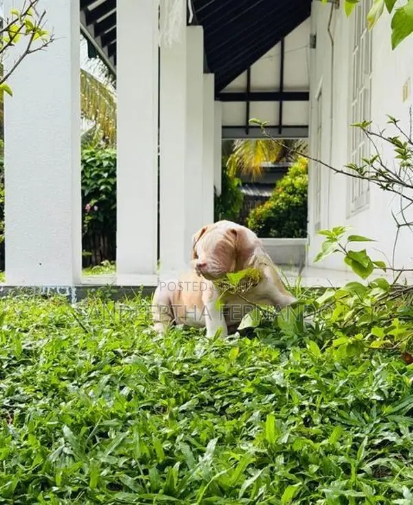 American Bully Xl Puppy
