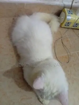 Persian Kitten