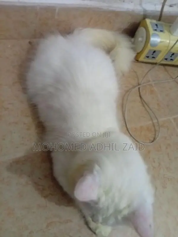 Persian Kitten