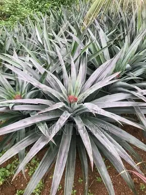 Pineapple Plants