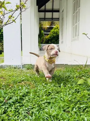 American Bully Xl Puppy