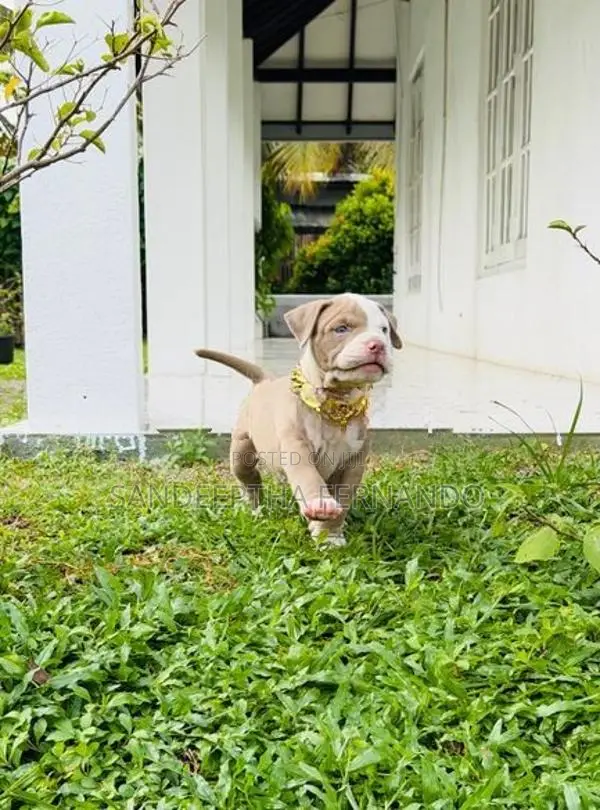 American Bully Xl Puppy
