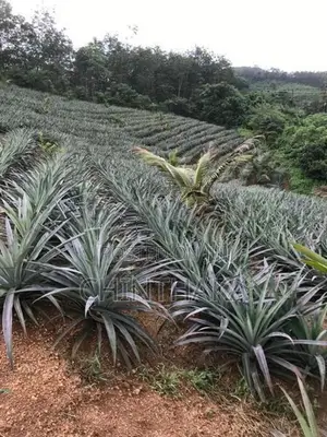 Pineapple Plants