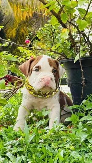 American Bully Xl Puppy