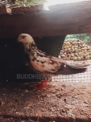 Pigeons