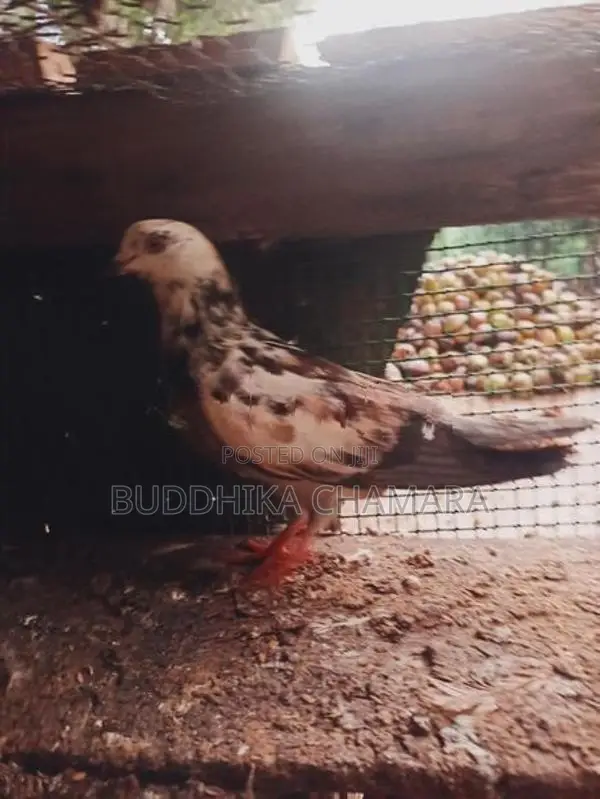 Pigeons